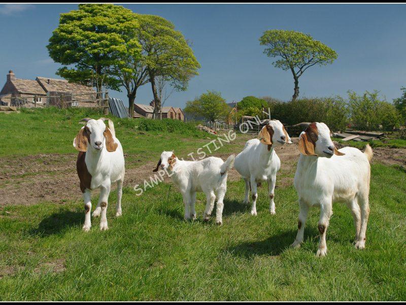 Angolaian Live Boer Goats