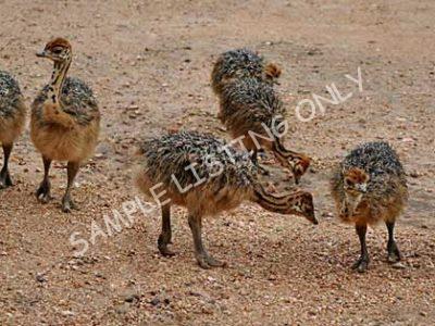South Africa Ostrich Chicks