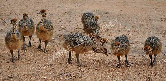 South Africa Ostrich Chicks