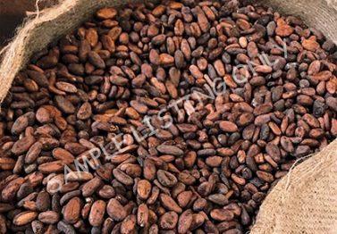 South Africa Cocoa Beans
