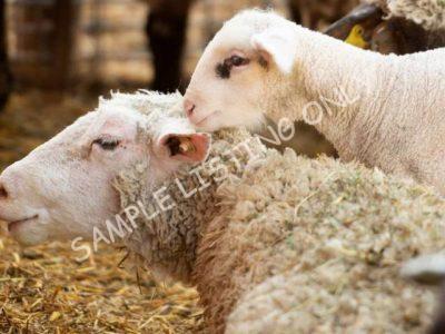 Healthy South Africa Sheep