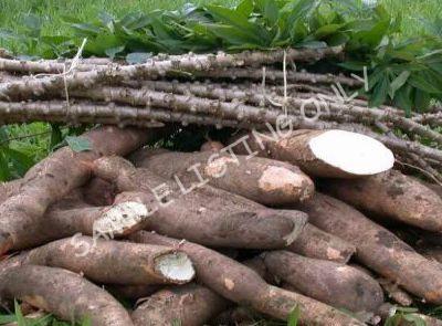 Fresh South Africa Cassava