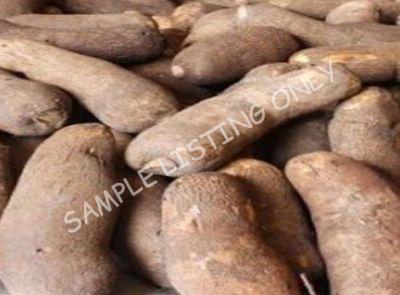 South Africa Cocoyam