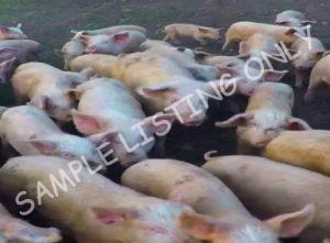 Angola Healthy Pigs