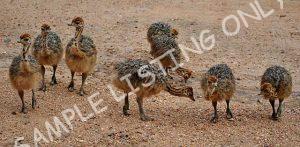 South Africa Guinea Fowls